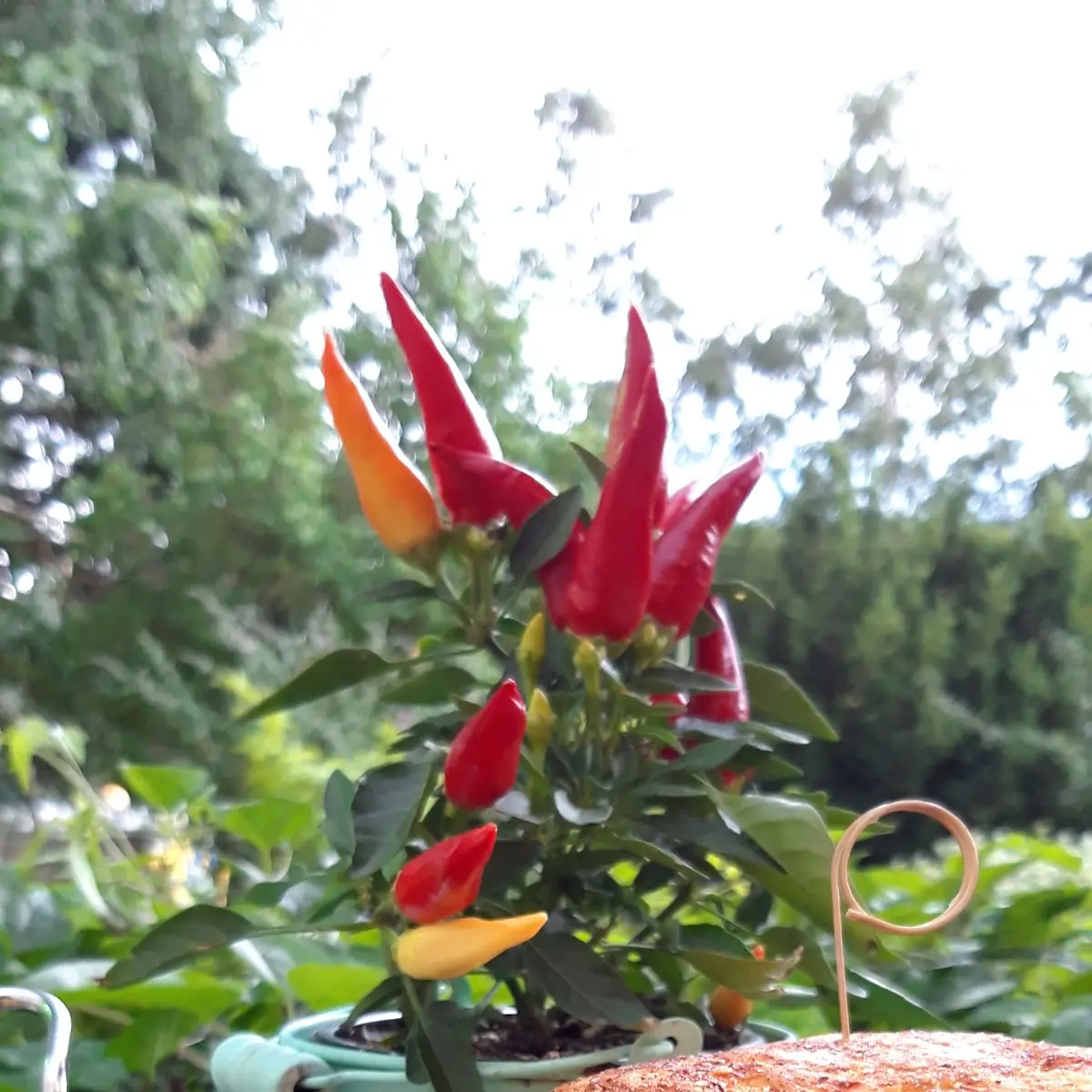 Essen und Trinken photo 8