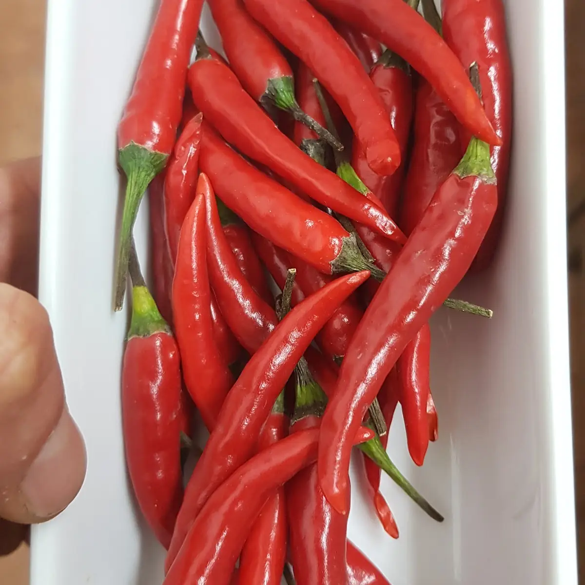 Peperoncino Fresco