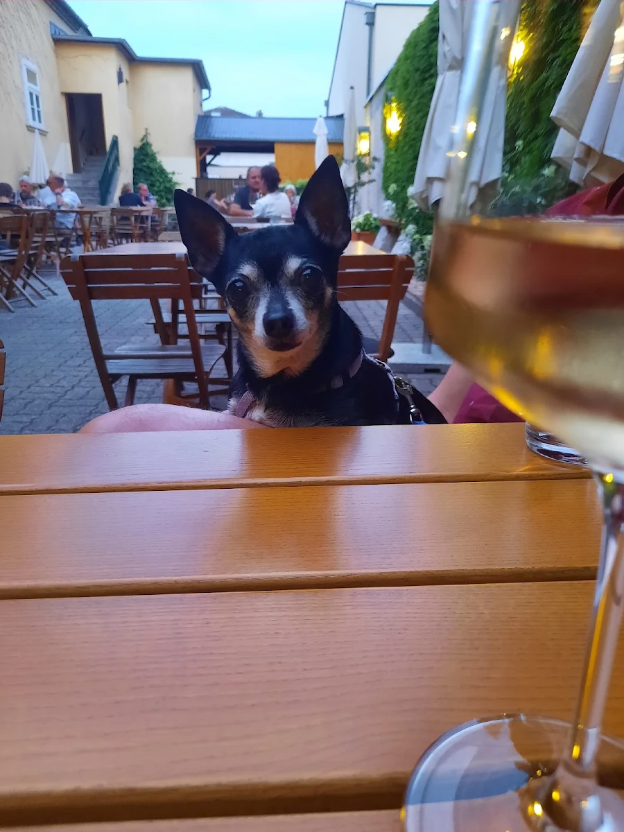 Glas Wein Und Chihuahua