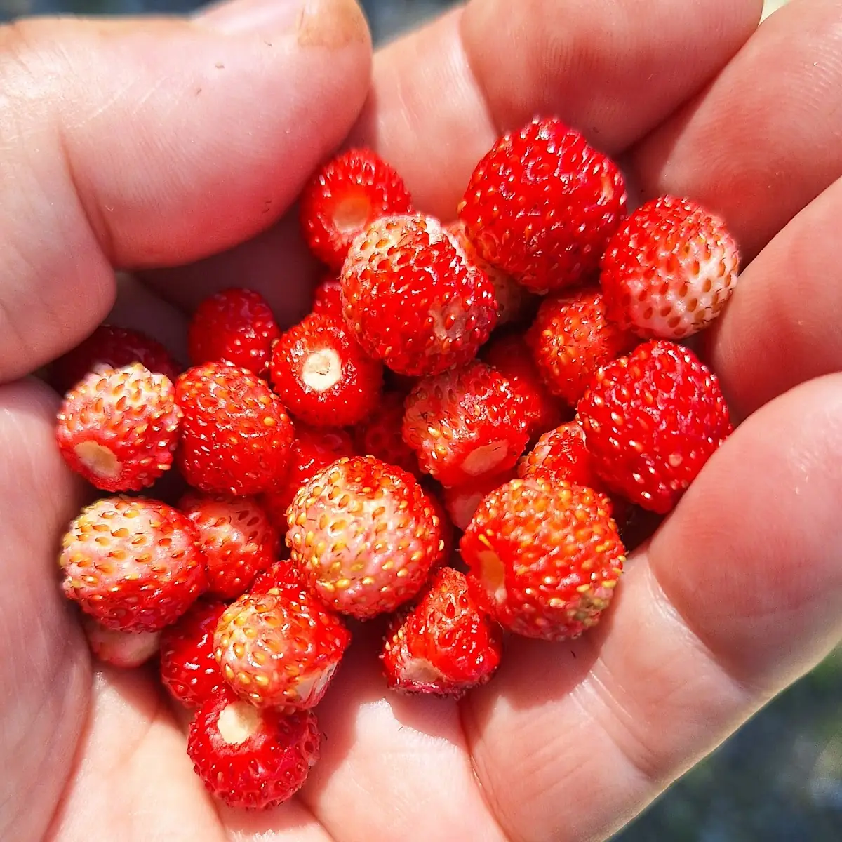 Walderdbeeren Zum Selber Finden
