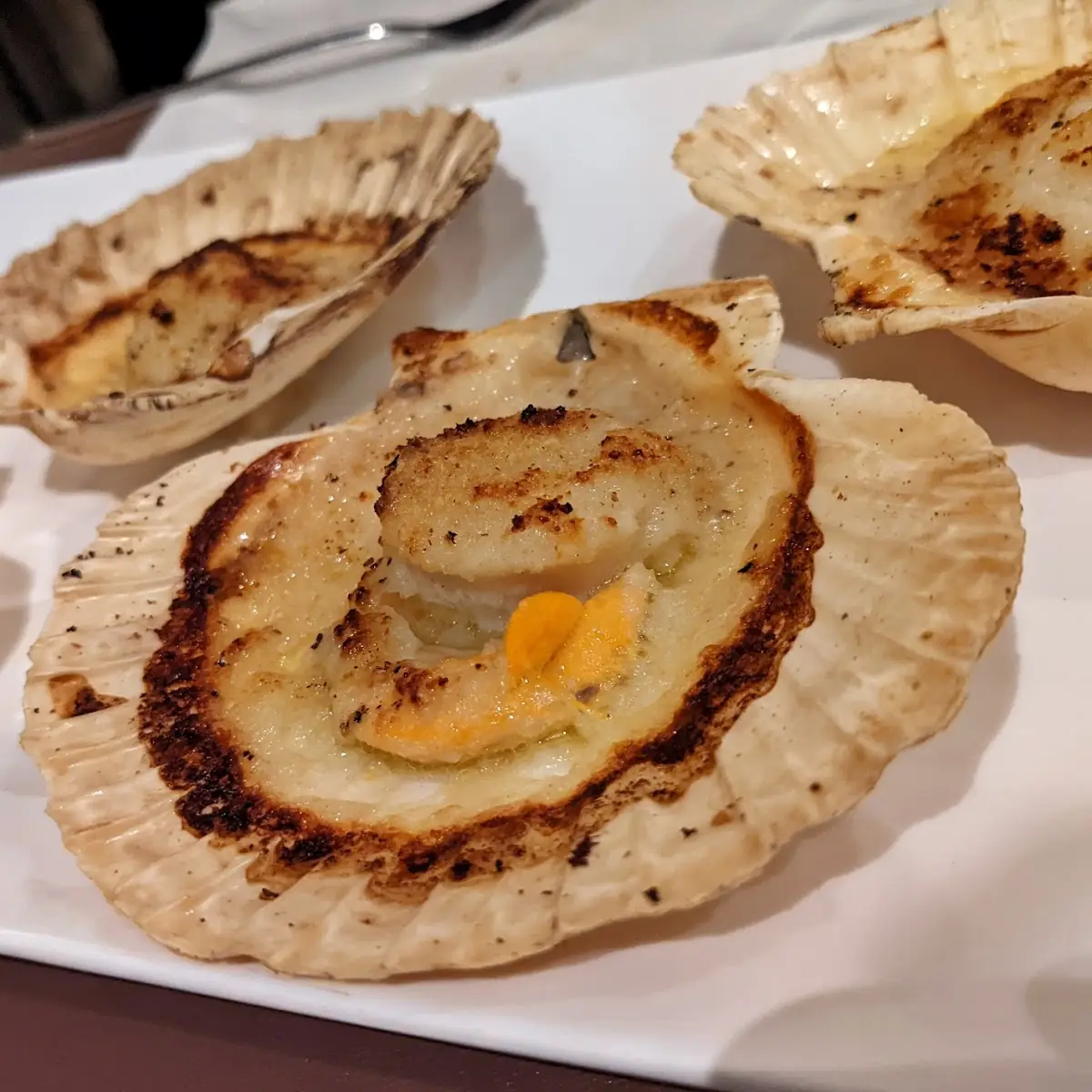 Scallop