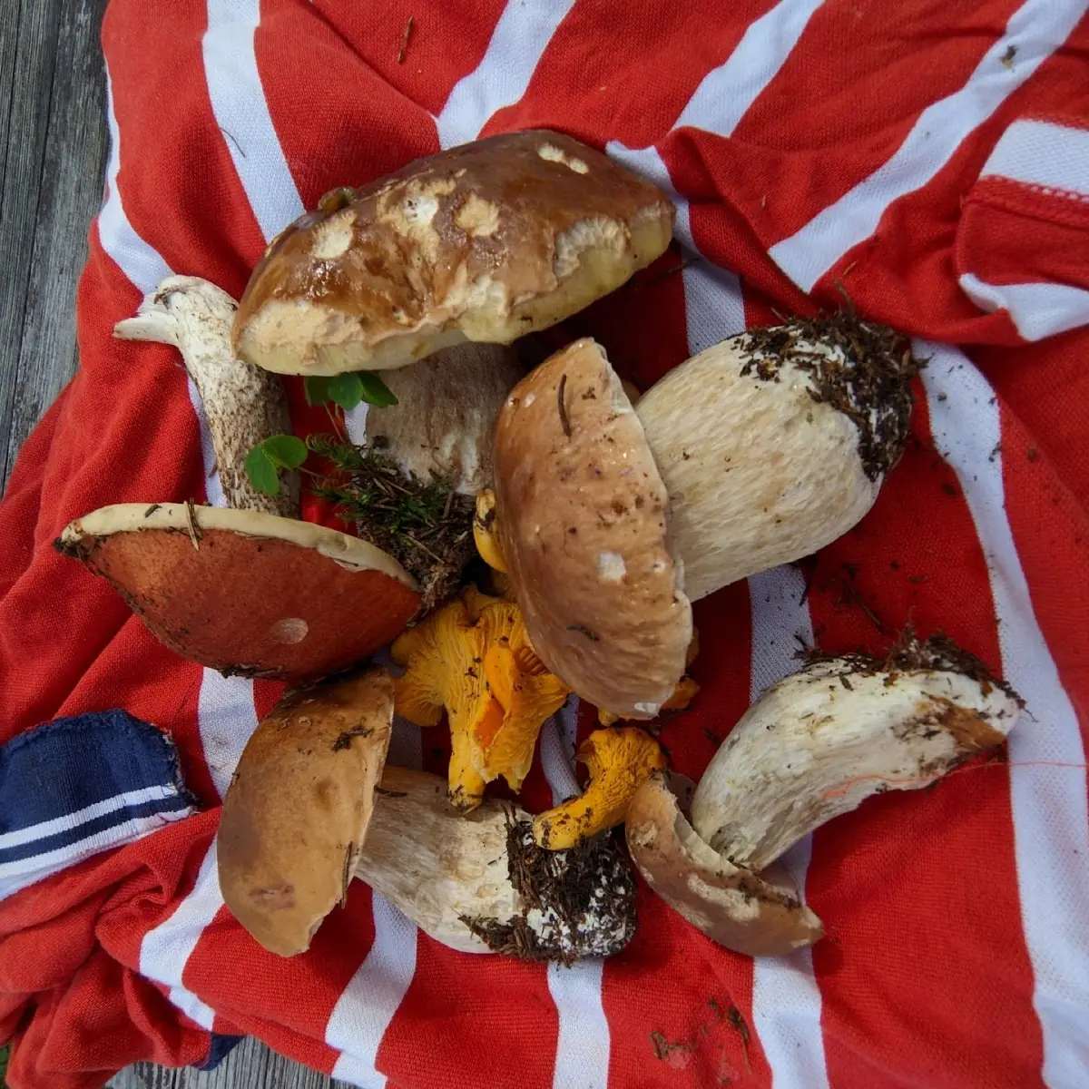 Funghi Porcini Dei Boschi