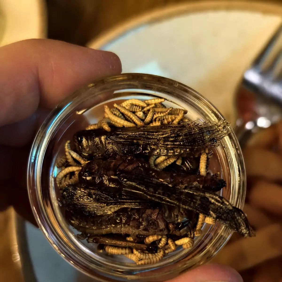 Grasshoppers, Crossfield's Australian Pub