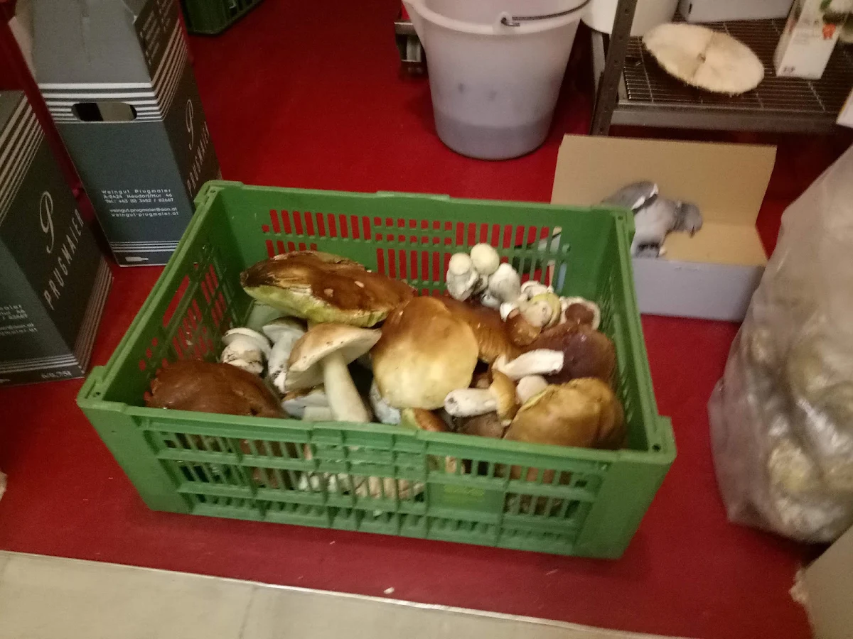 Gentle Man's Mushrooms