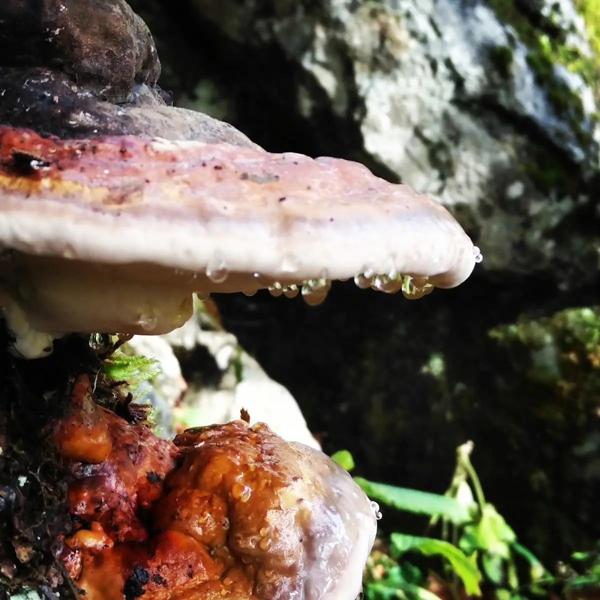 Pilz