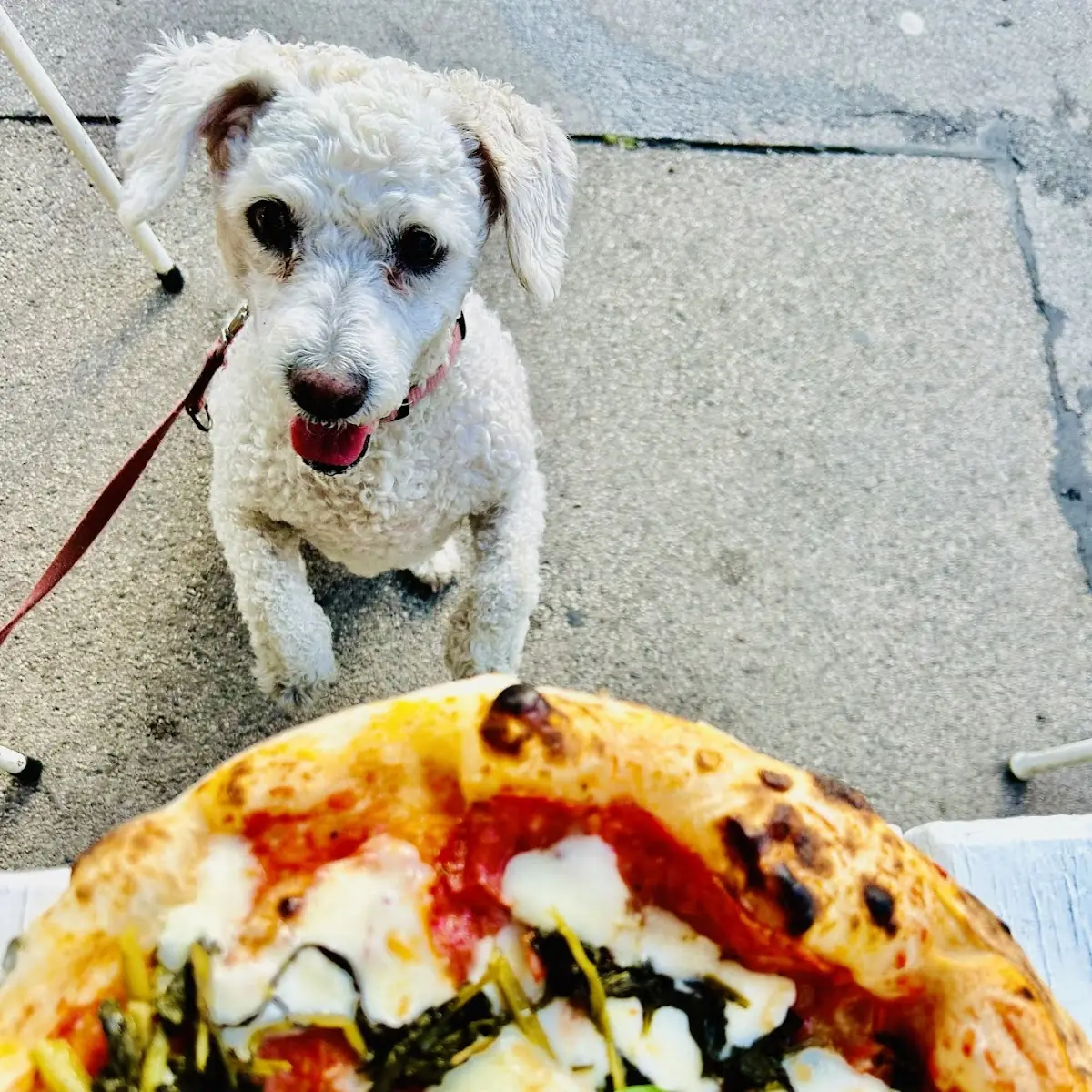 Die Pizza