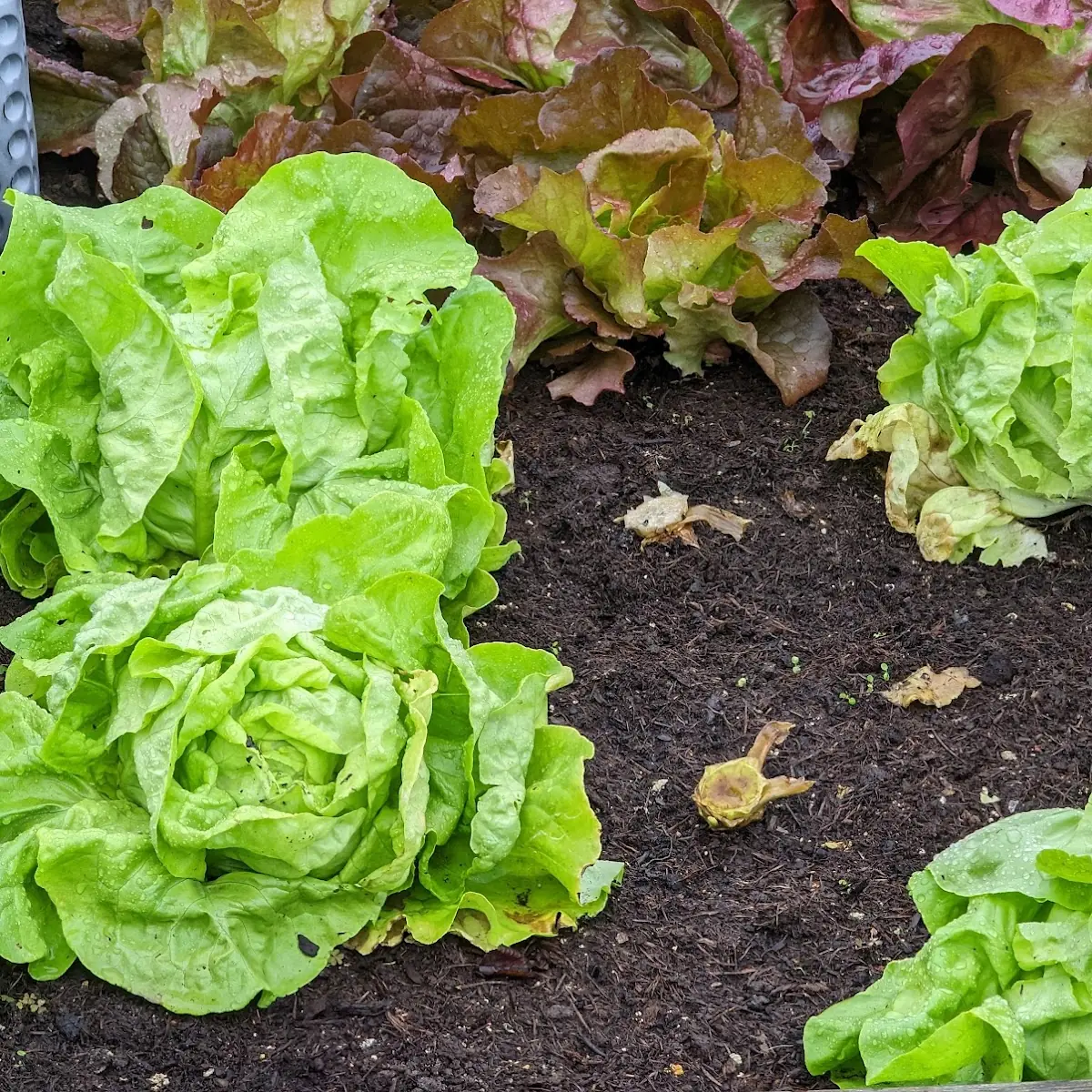 Kopfsalat
