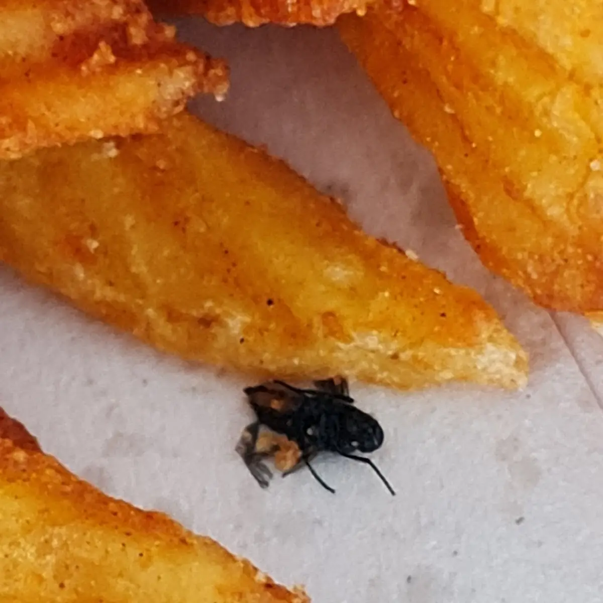 Potato Fliege