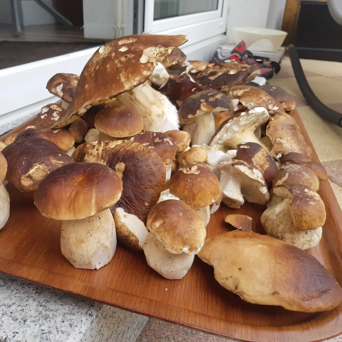 Frische Steinpilze