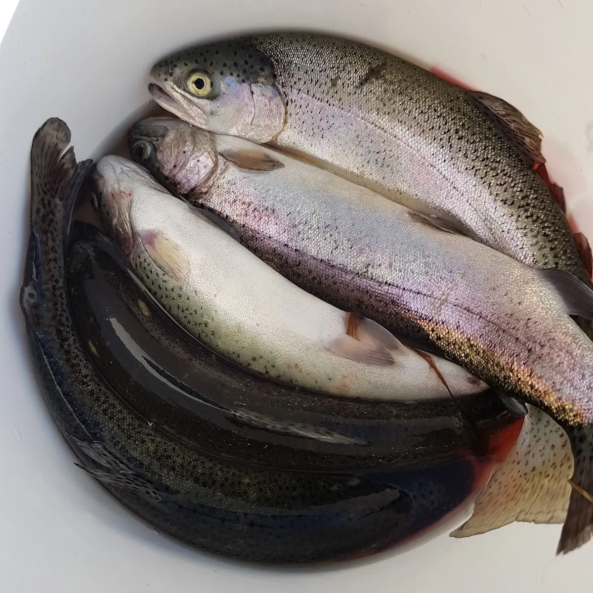 Forelle Müllerin Vor Dem Braten