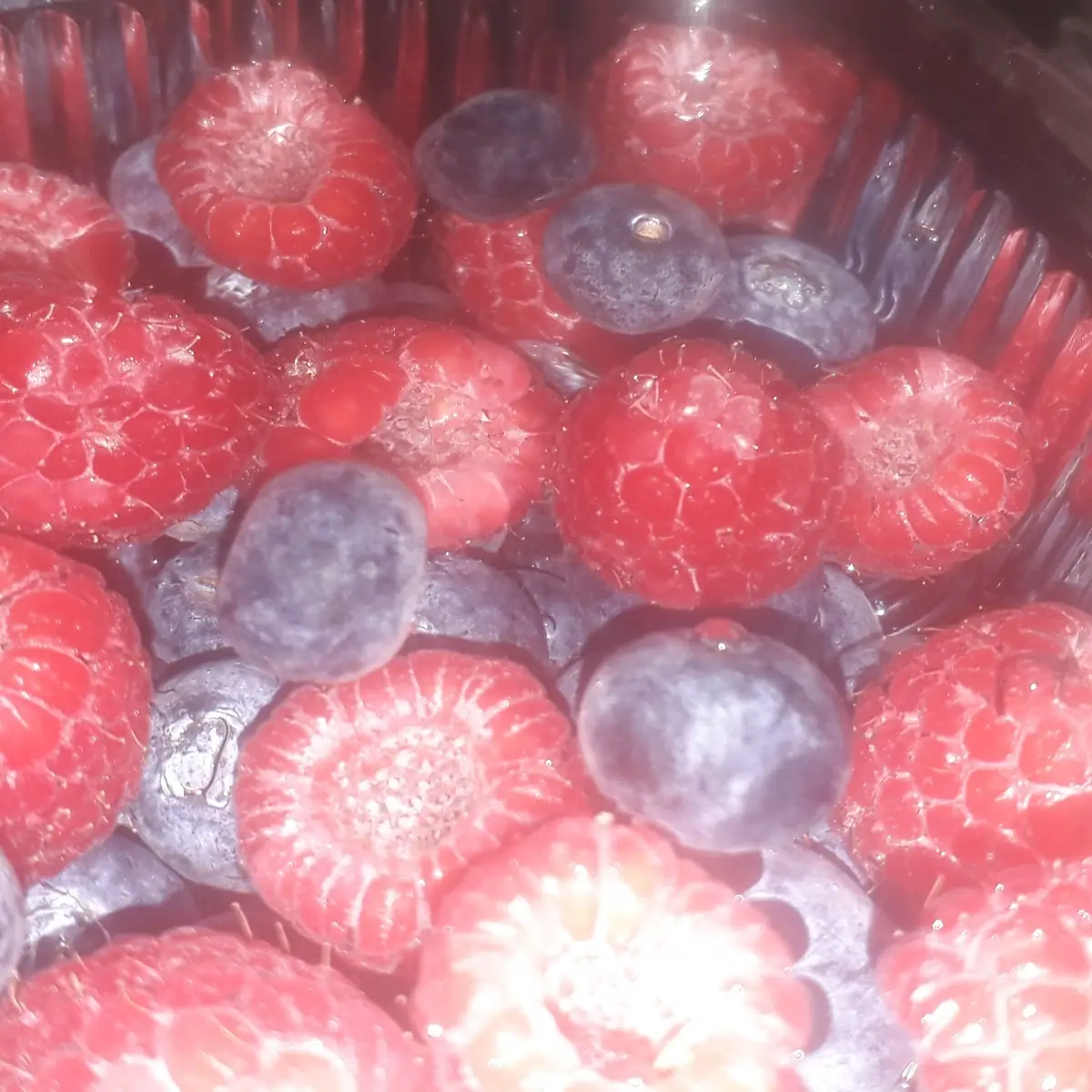 Panna Cotta