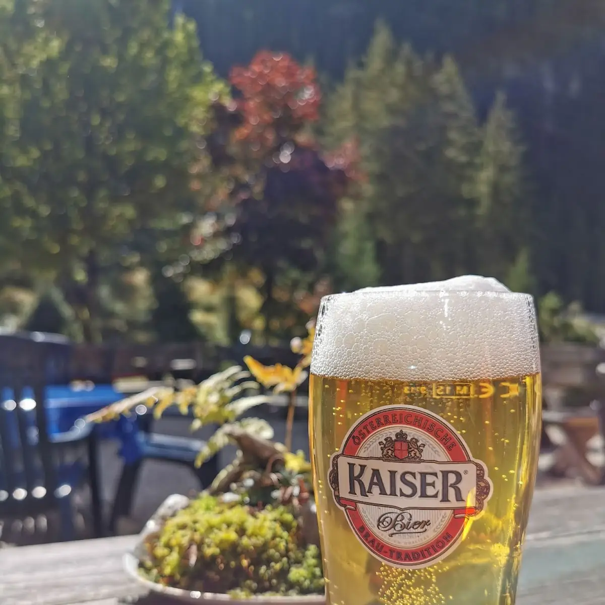 Bier