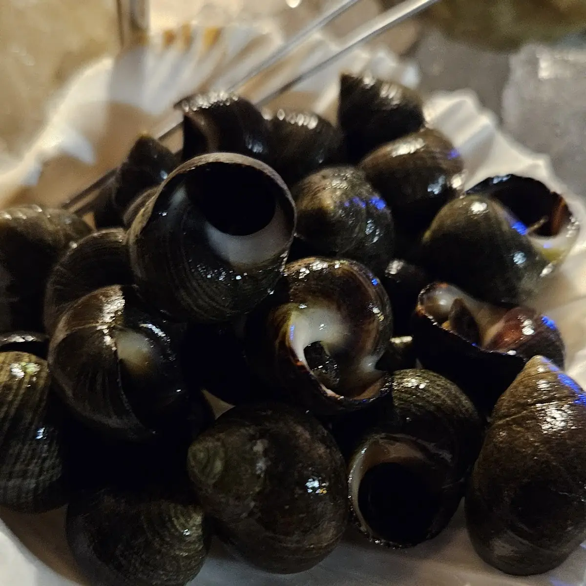 Periwinkles Bigorneau