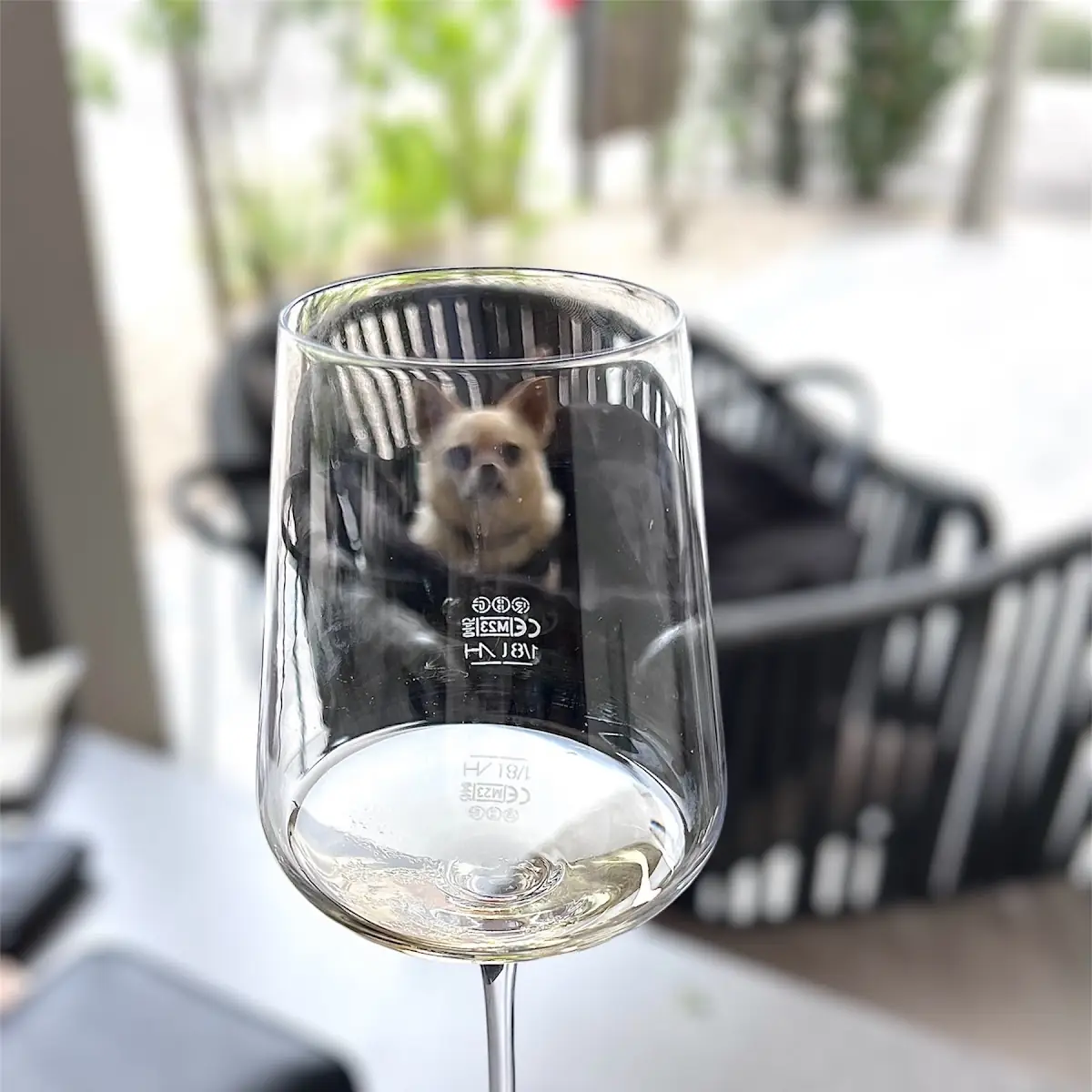 Grüner Veltliner
