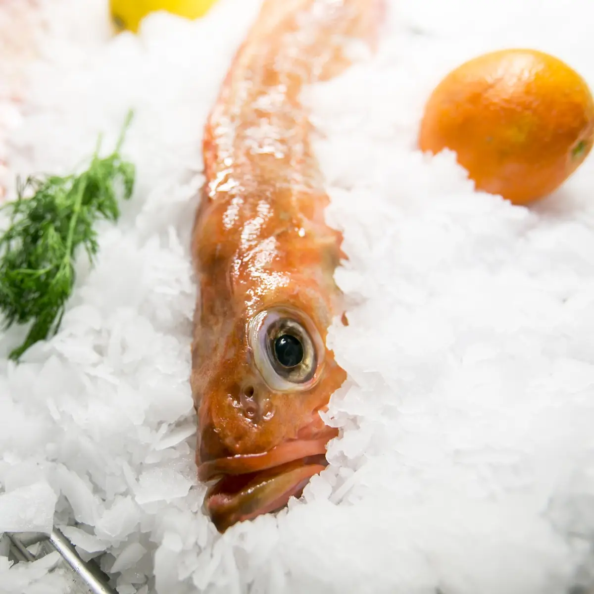 Prasse Rote Fisch