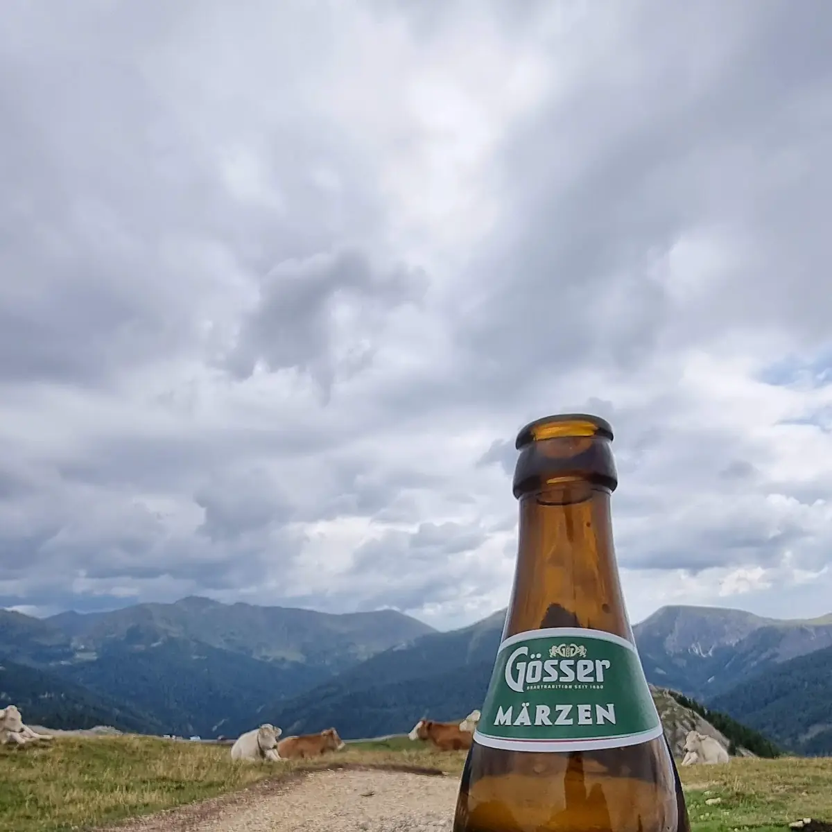 Pivo