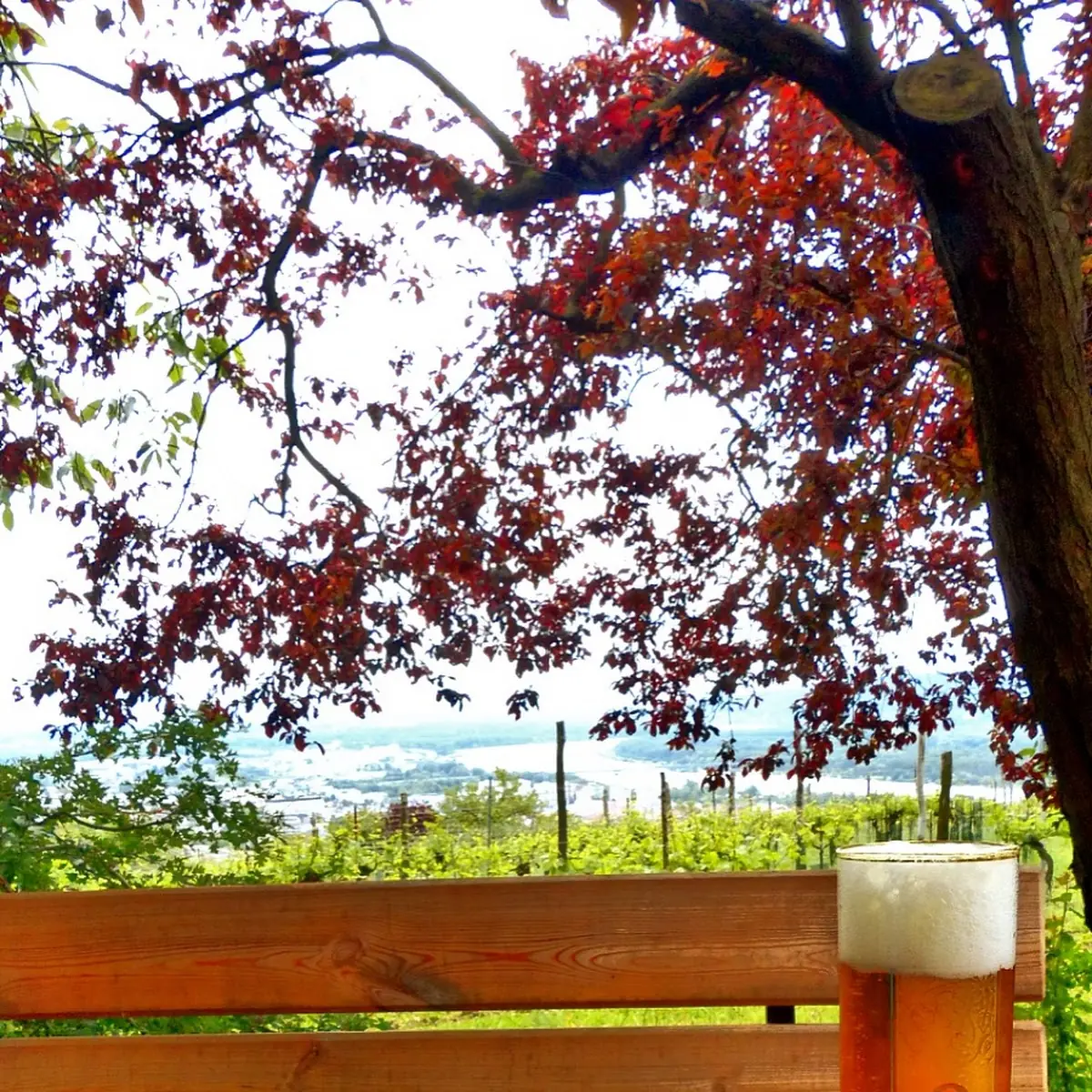 Bier Pils