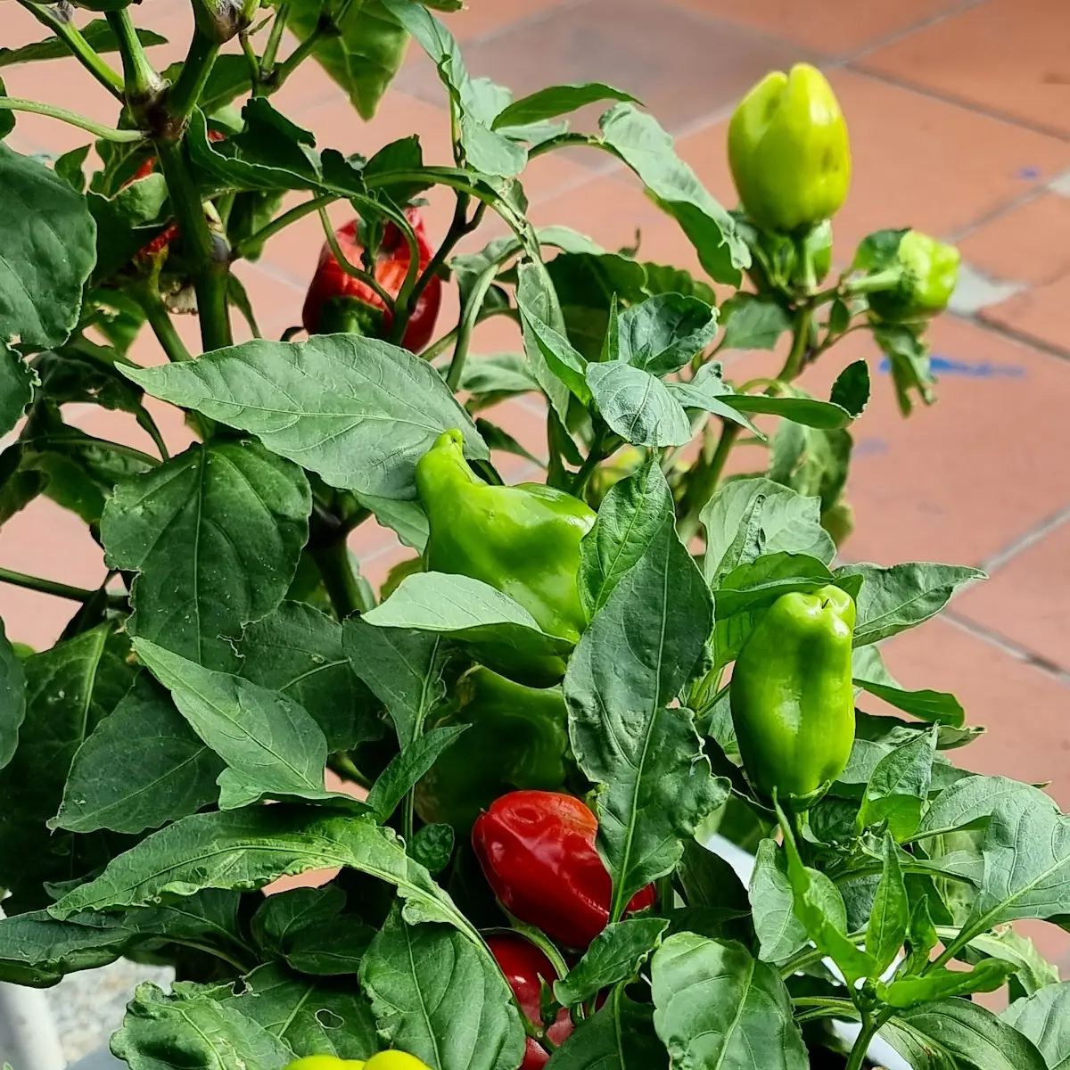 Paprika