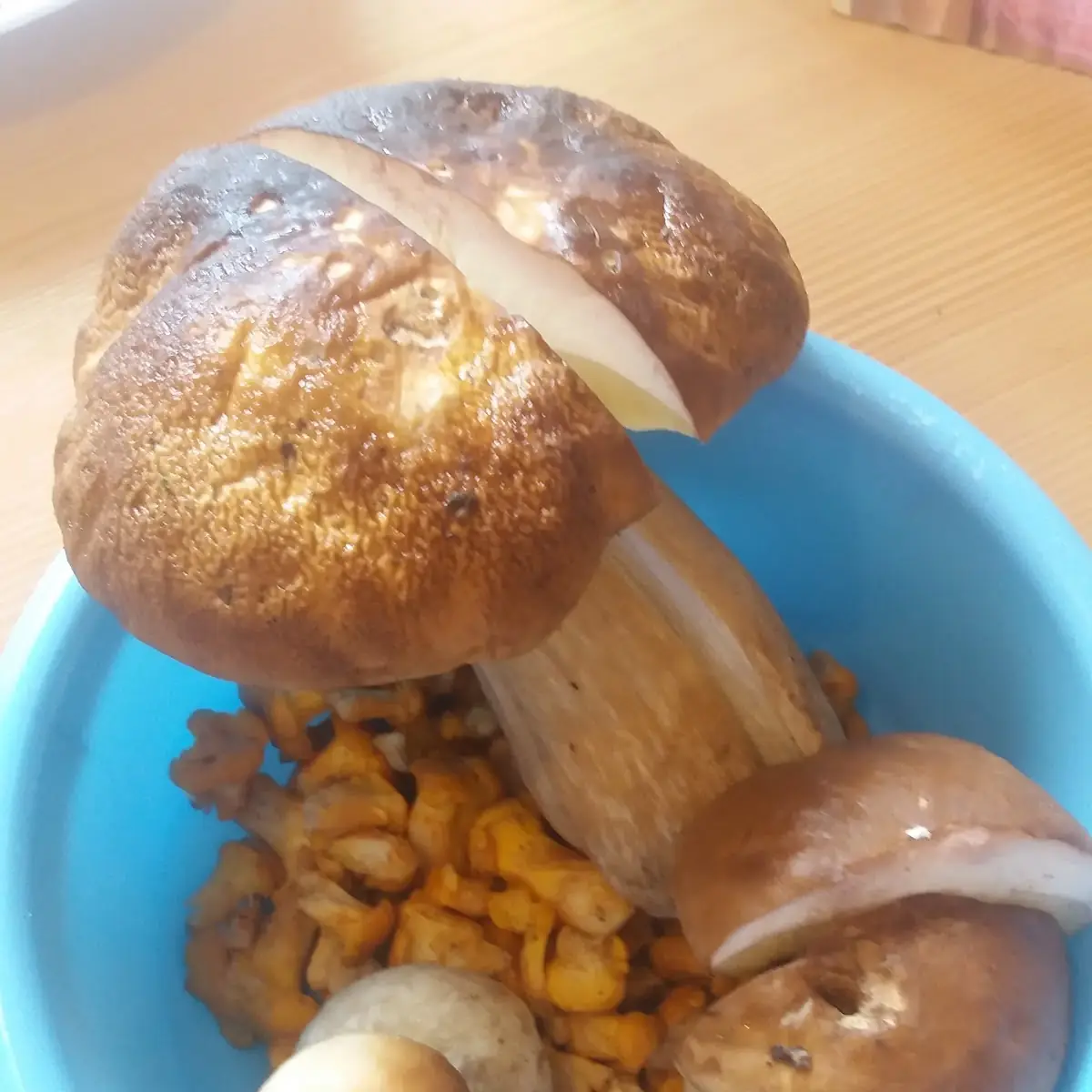 Waldschwammerl