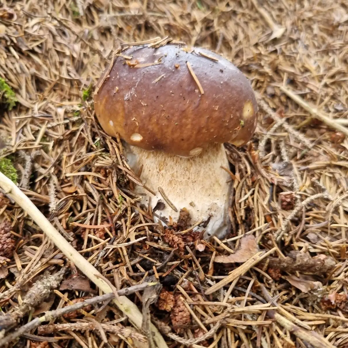 Steinpilz