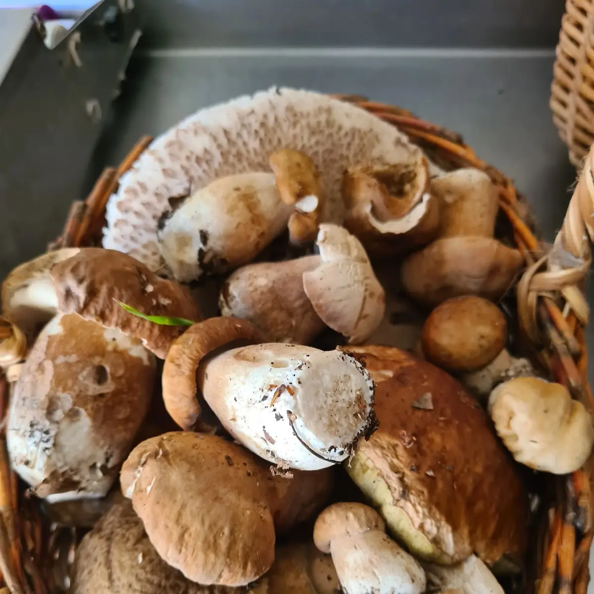 Steinpilze