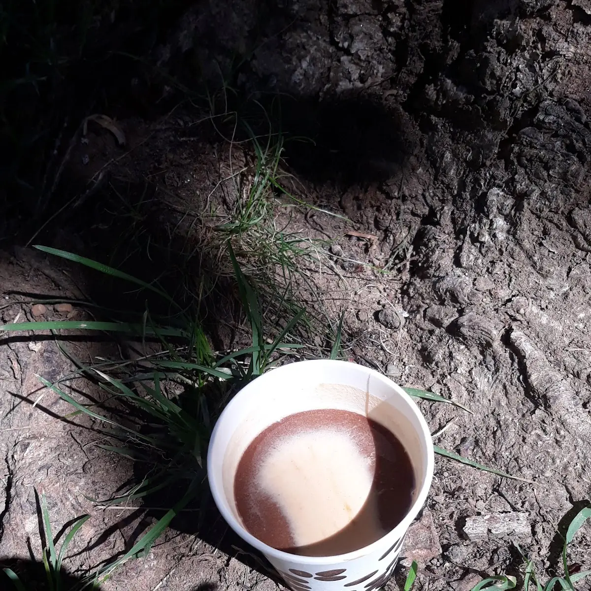 Kava