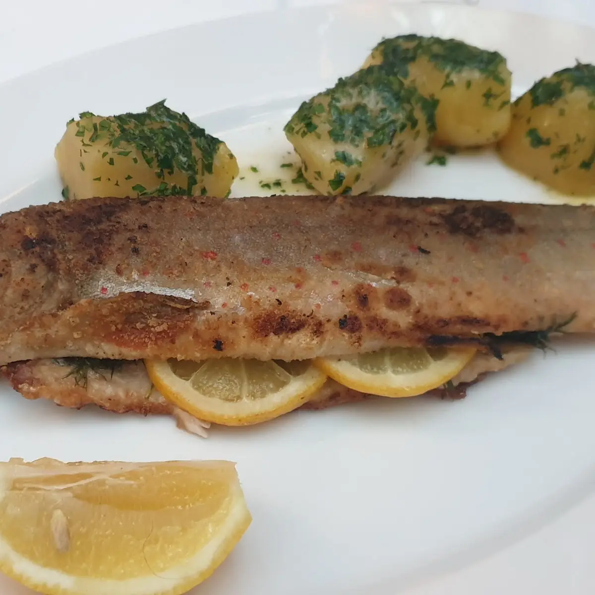 Roasted Trout, Glacis Beisl