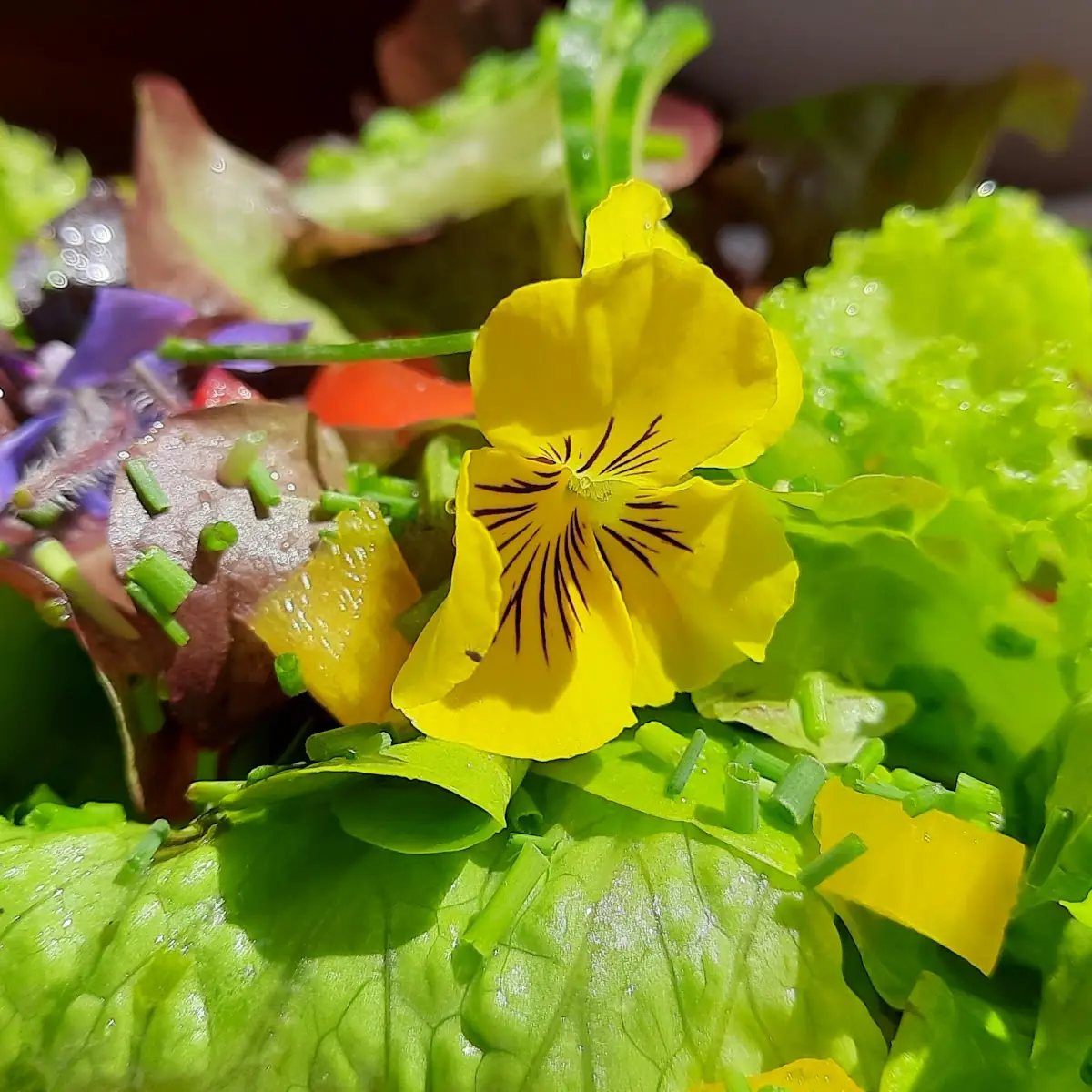 Gemischter Salat