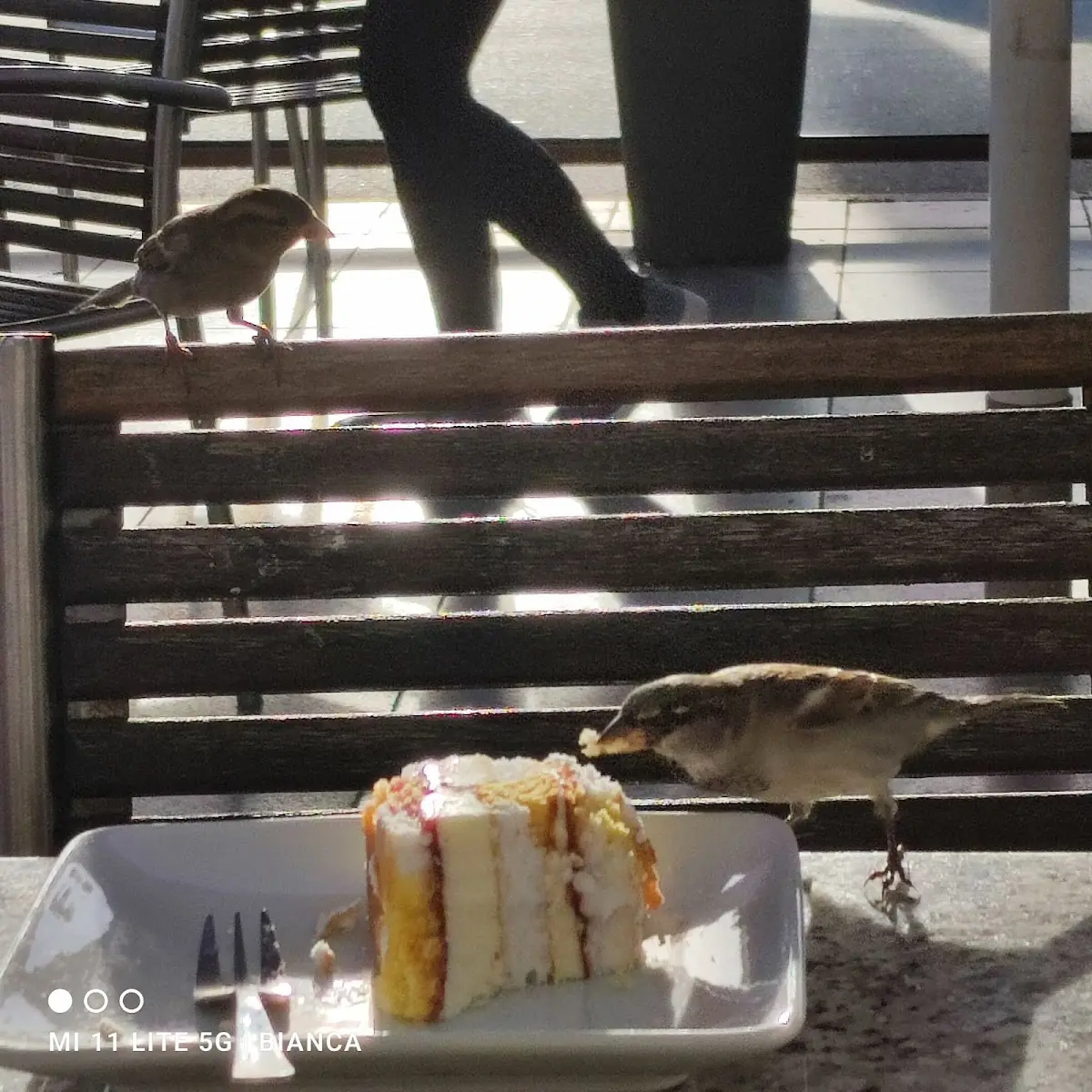 Vogelkuchen