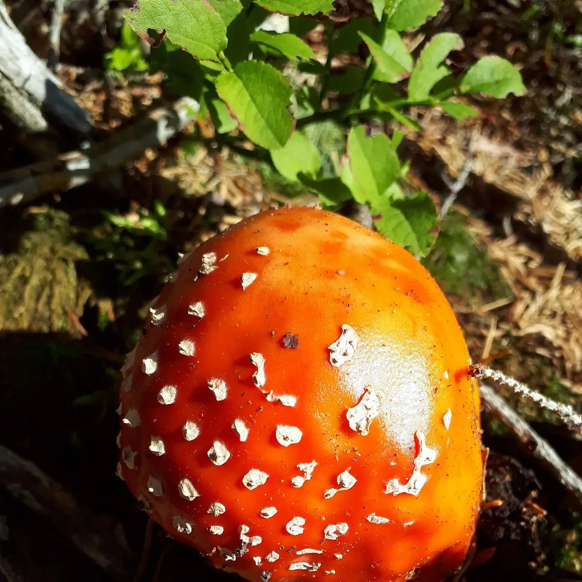 Giftiger Fliegenpilz