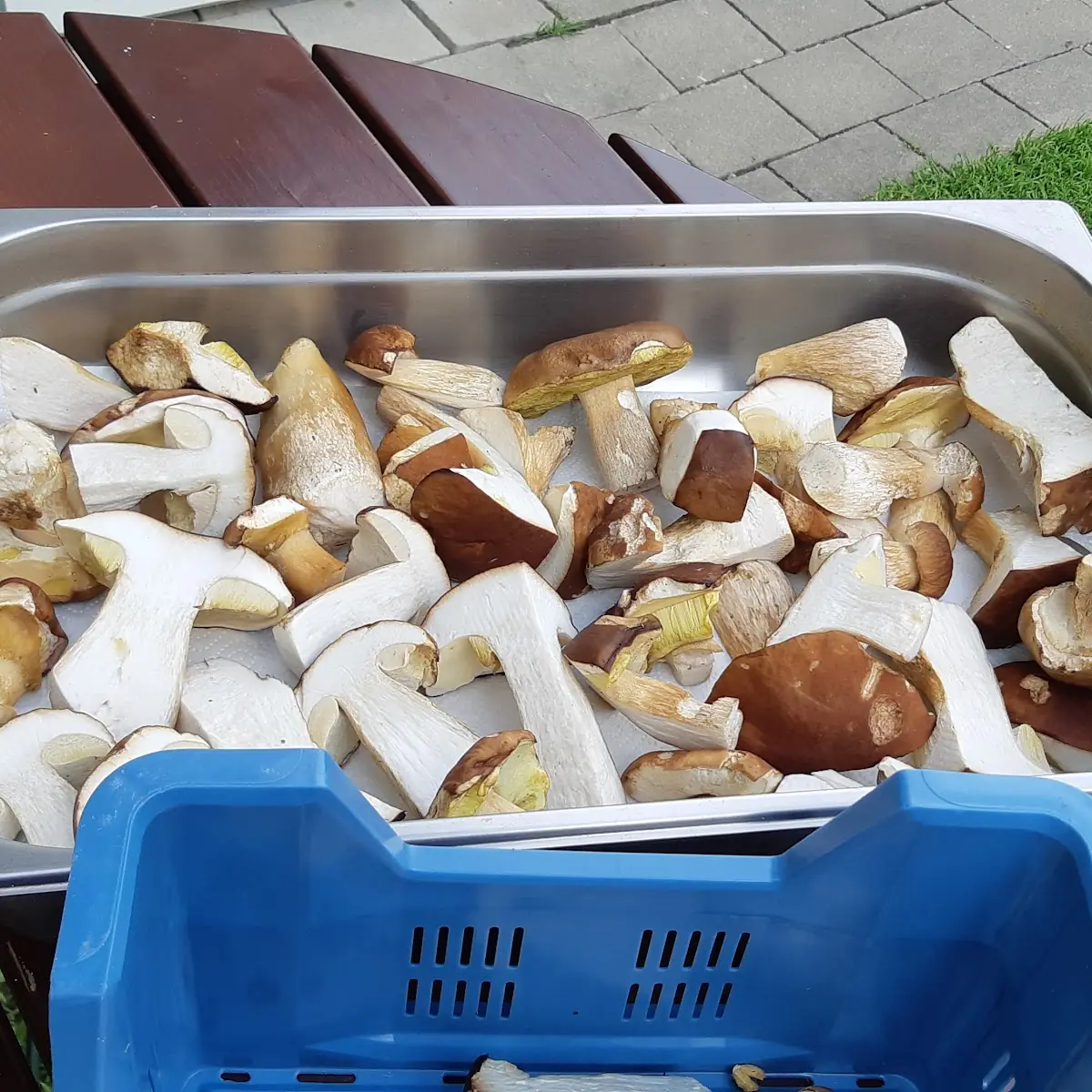 Steinpilze