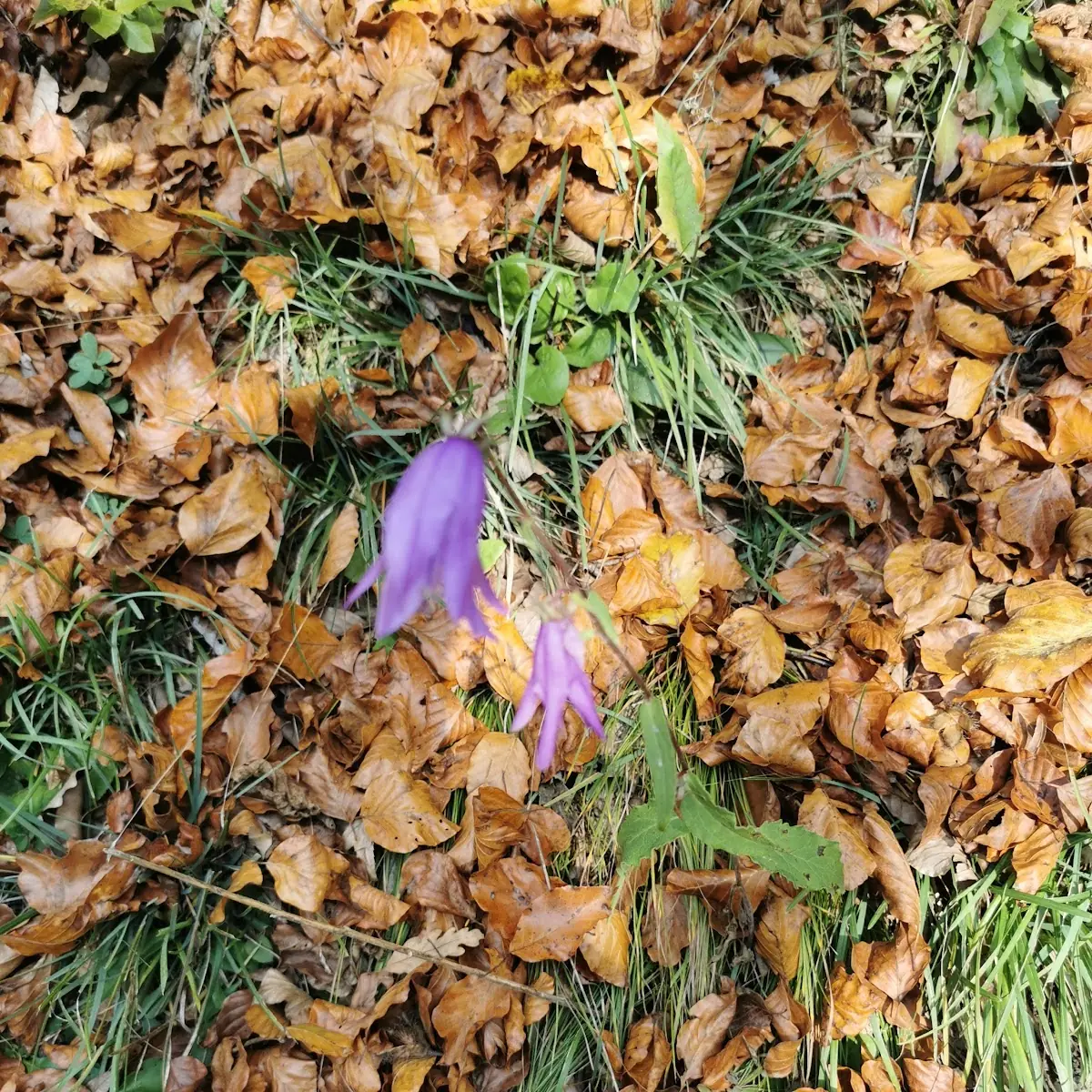 Herbstlaub Mit Glockenblume