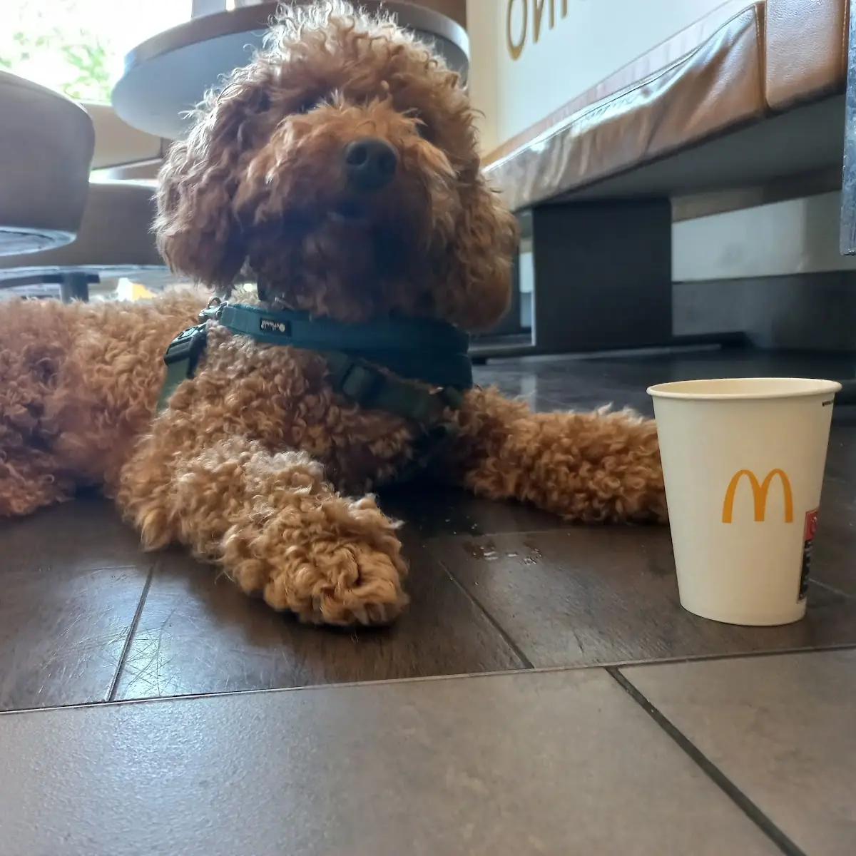 Hot Dog
