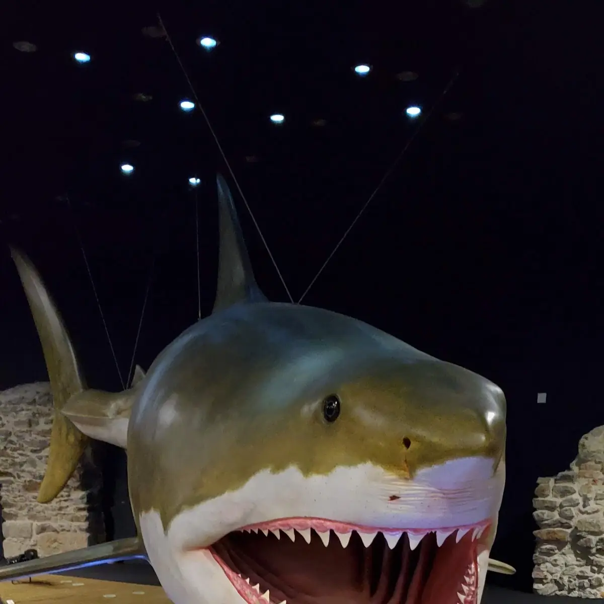 Shark