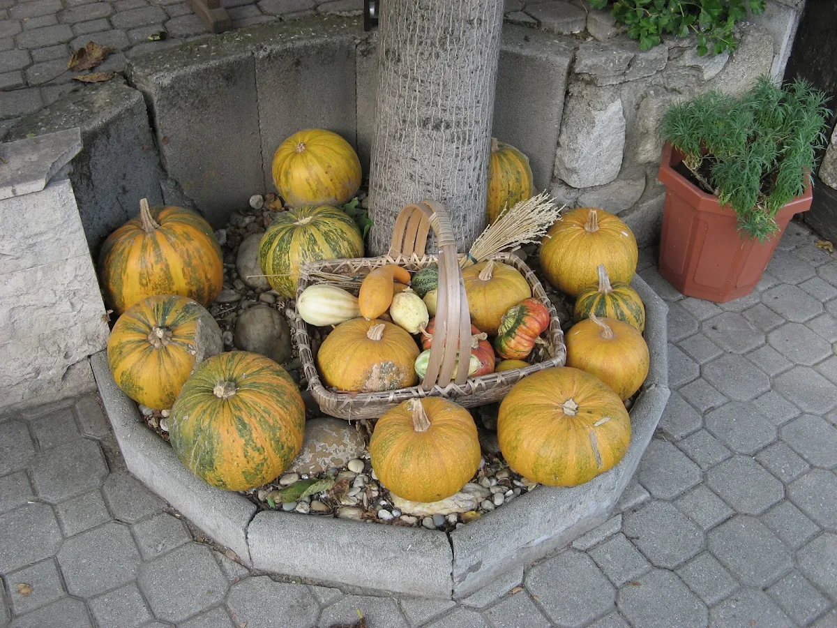 Kürbis