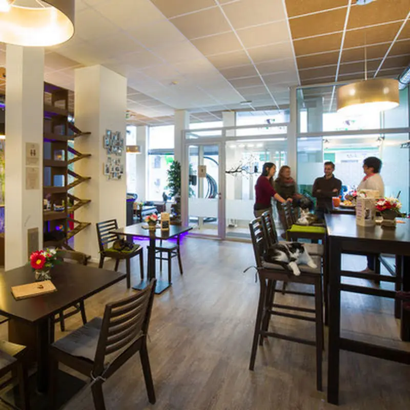 Das Katzencafé
